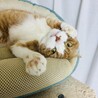 もちもちちくわ
