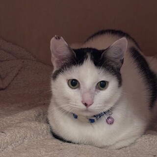 【3/22⭐️泉大津にて譲渡会】参加麻呂太郎くん