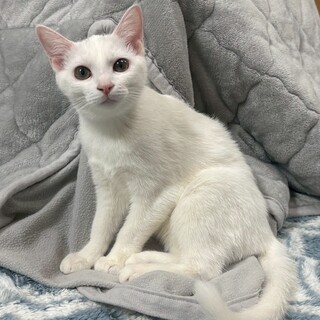 おてんばな女の子　ことは