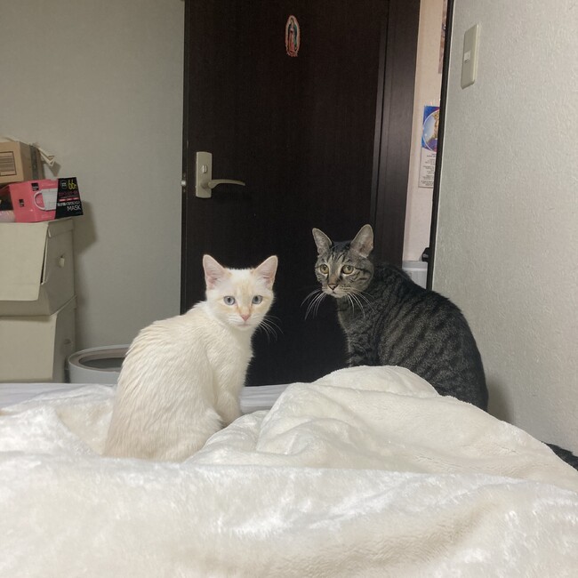 mii326のカバー写真