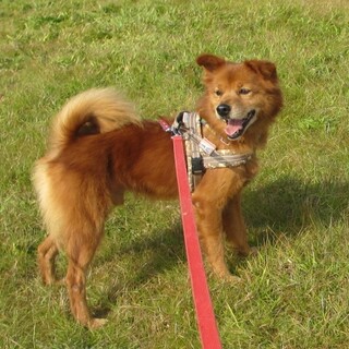 お散歩大好き。赤毛が美しい、食いしん坊のアーサー君