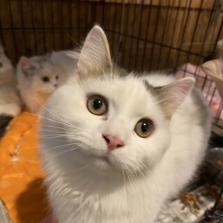 陽気な可愛い短足ちゃん