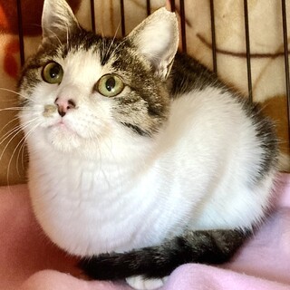 【12/28⭐️泉大津にて里親会】キトリちゃん