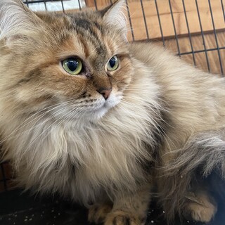 美人なゴージャスな女の子