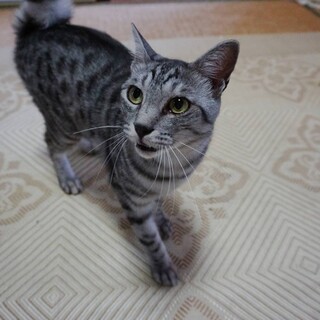 今度こそ！ずっとのお家を