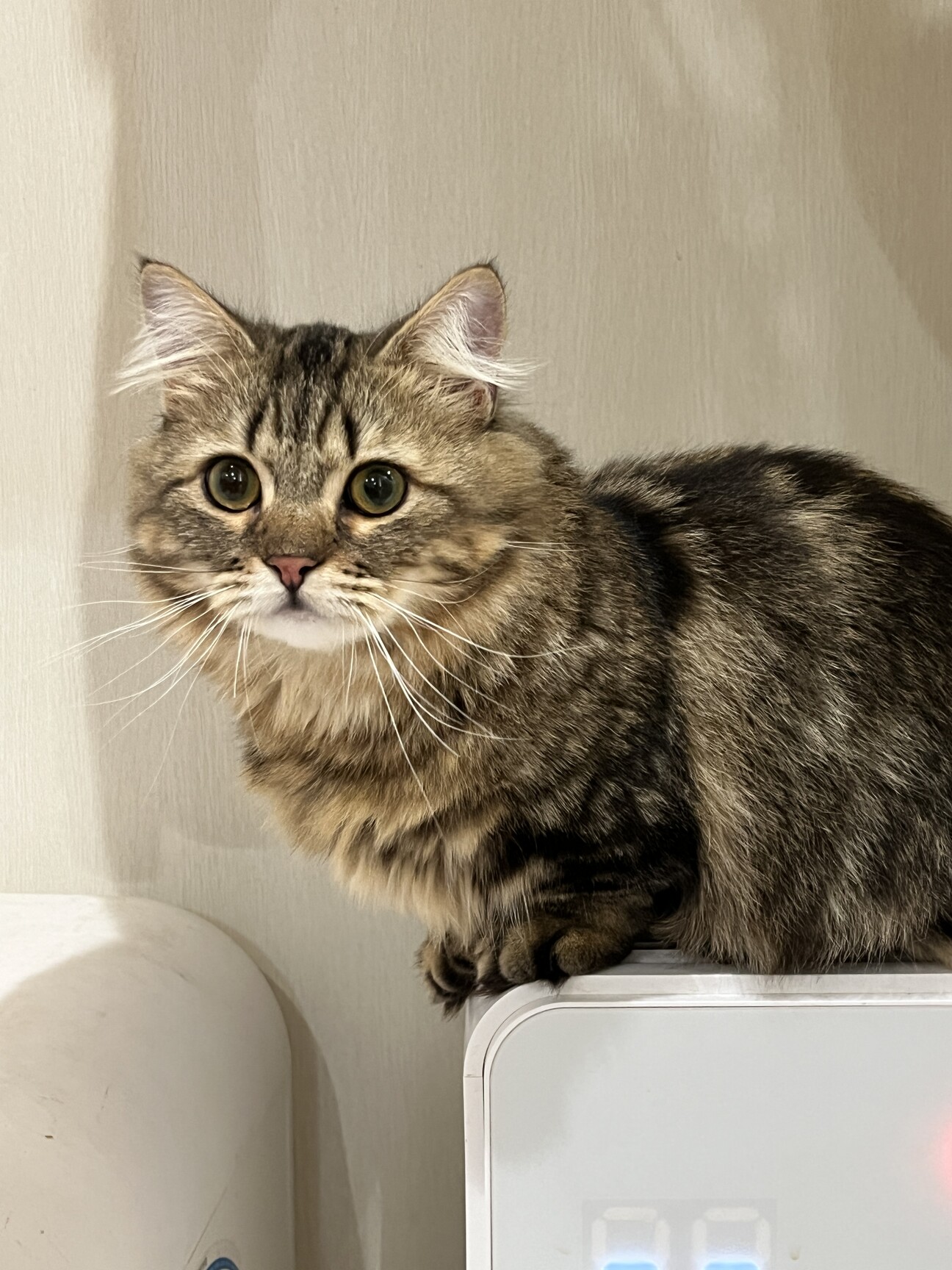 「マンチカンの男の子」千葉県 - 猫の里親募集(532797) 1枚目の画像 :: ペットのおうち【里親決定25万頭！】