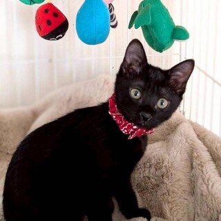 【12/28⭐️泉大津にて譲渡会】パルムちゃん