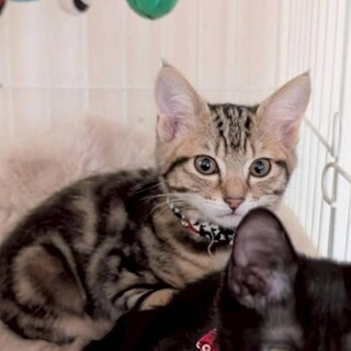 【12/28⭐️泉大津にて譲渡会】モナカちゃん