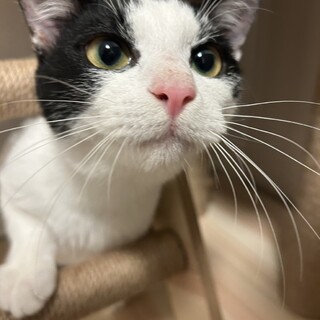 【つぶらな瞳が可愛い】ピッピくん