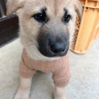 ゴル吉(旧アラジン)くん