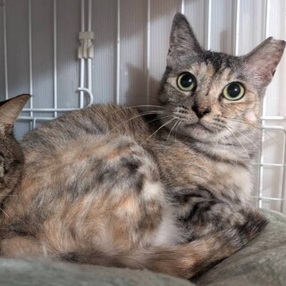 【3/29 東日本橋】穏やかなママ♡リロちゃん