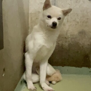 白くて可愛いコッペくん