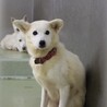 大きなお耳が可愛らしい【マユ】ちゃん サムネイル4