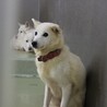 大きなお耳が可愛らしい【マユ】ちゃん サムネイル7