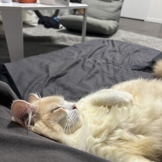 猫の里親募集です