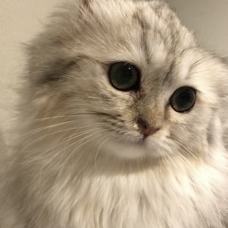 おうち決定⭐️シェリーちゃん