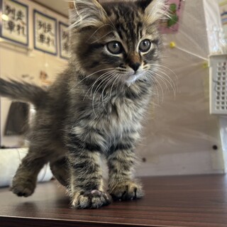 りんちゃんを家族にお迎え下さい