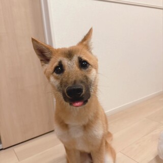 【おやつ大好き！困り顔が可愛い】リンちゃん