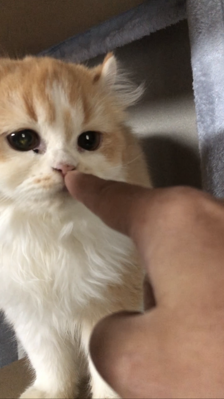 おうち決定！プリンちゃん サムネイル2