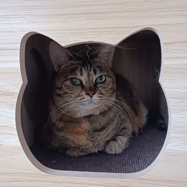 さかた。のカバー写真