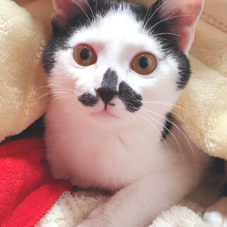 【生後4か月】甘えん坊・ちょび髭の白黒ハチワレ