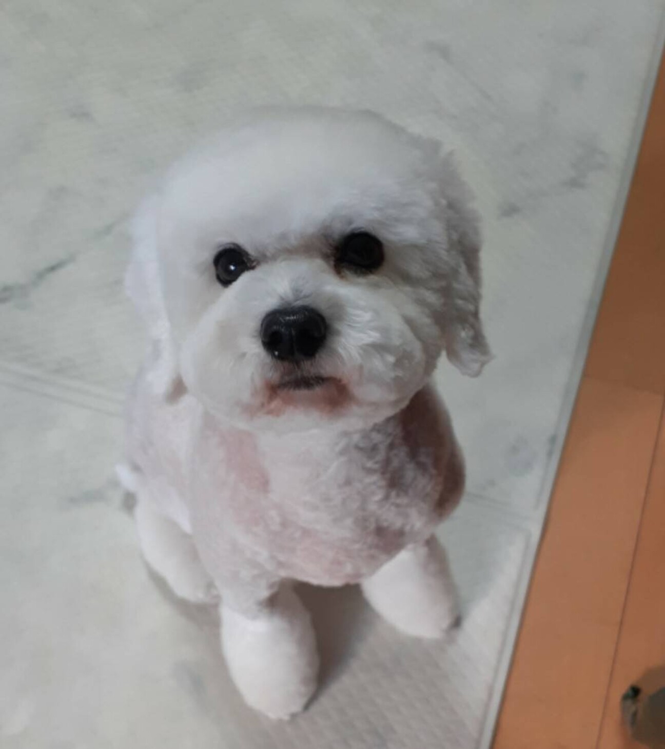 姉御肌の白トイプードル なっちゃん サムネイル1