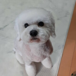 姉御肌の白トイプードル なっちゃん