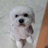 姉御肌の白トイプードル なっちゃん サムネイル1