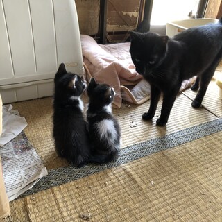 黒　グリーンアイ