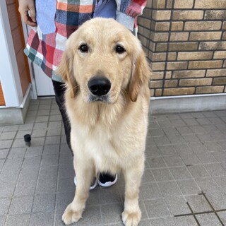 ４歳　※大型犬飼育経験者のみ応募可※地域外は不可