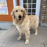 ４歳　※大型犬飼育経験者のみ応募可※地域外は不可 サムネイル2