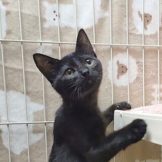 遊んで〜エンドレス❥❥❥のびのびクロちゃん