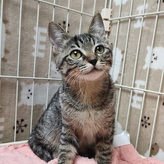 お目々ぱちくり❥❥❥奥ゆかしいキジちゃん