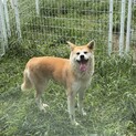 秋田犬の『ゆめ』幸福の女神降臨