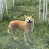 坂上どうぶつ王国出演の秋田犬『ゆめ』