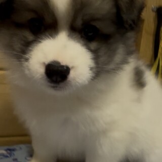 オレオ♂多数応募者のため一旦募集停止します。