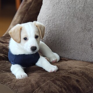 もうすぐ3ヶ月ボーダーコリーミックスの男の子