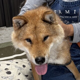 宇都宮のスター犬『おじ』