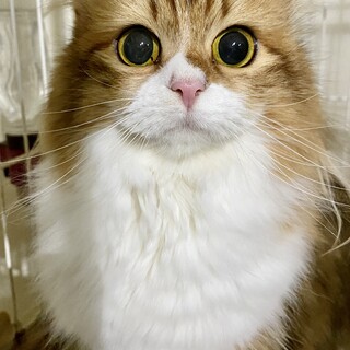 ★美人で割と小柄なサイベリアン　メス　下記文面参照