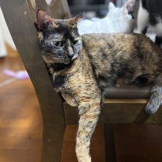 甘え上手なゴロゴロサビ猫