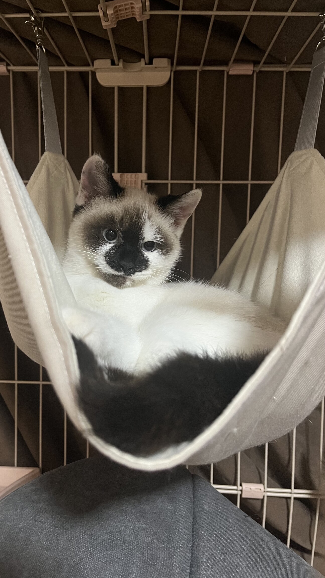 トライアル決定！】モカくん」埼玉県 - 猫の里親募集(532829