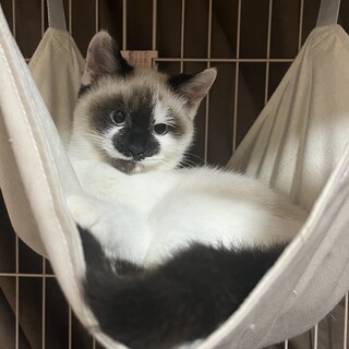 【トライアル決定！】モカくん