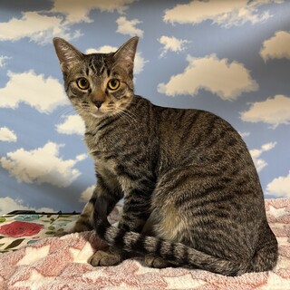 慣れるまであと一歩のキジトラ君