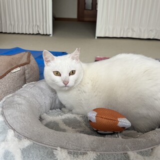 白猫メス♥不妊手術済♥6歳くらい