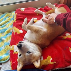 「今年も無事に( ´ー')」サムネイル2