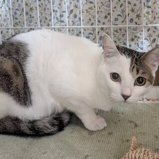 【3/29東日本橋】再出発❤️はなわちゃん