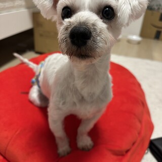 至急:マルチーズとシュナウザーのMIX