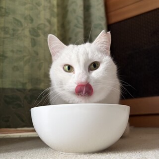 白猫メス♥不妊手術済♥1歳8ヶ月くらい