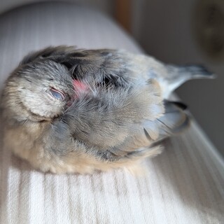 桜文鳥     正月から返信が遅くなります