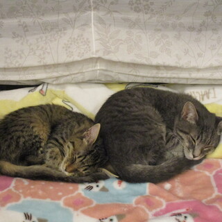 ブルートラの男の子とキジトラ女の子の里親募集